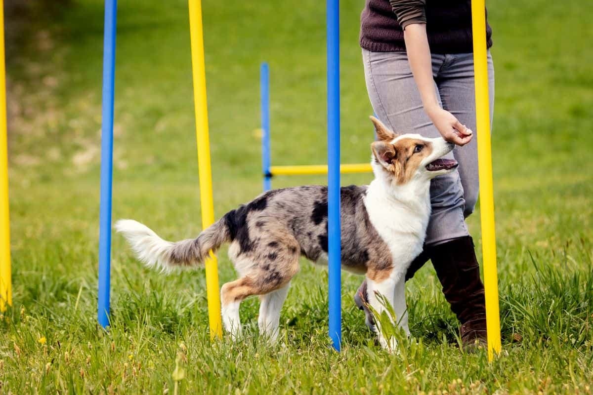 Customized Behavior Plans for Dogs That Work