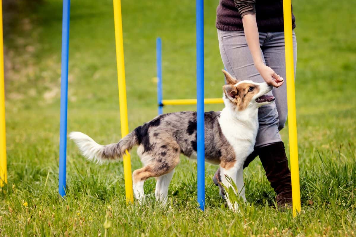 Customized Behavior Plans for Dogs That Work