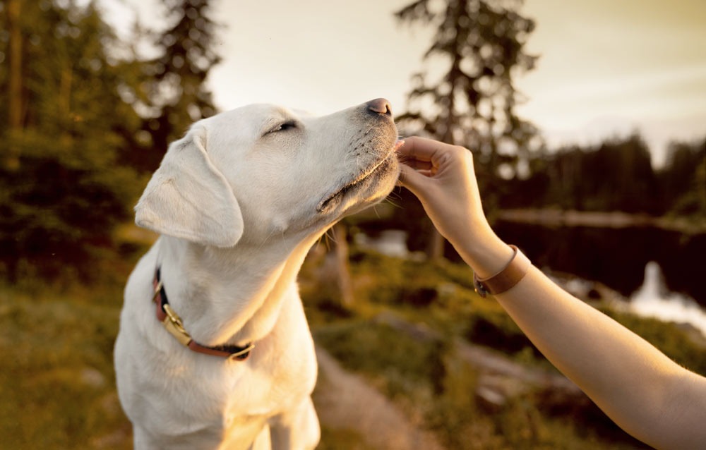 Vet Home Certs: Easy, Convenient Animal Health Certificates UK